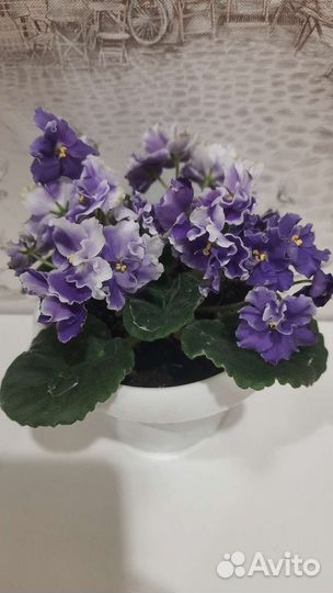 Фиалка детки