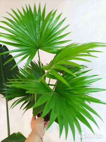 Пальма ливистона, высота 150см