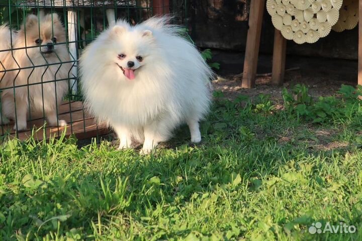 Белый померанский шпиц вязка