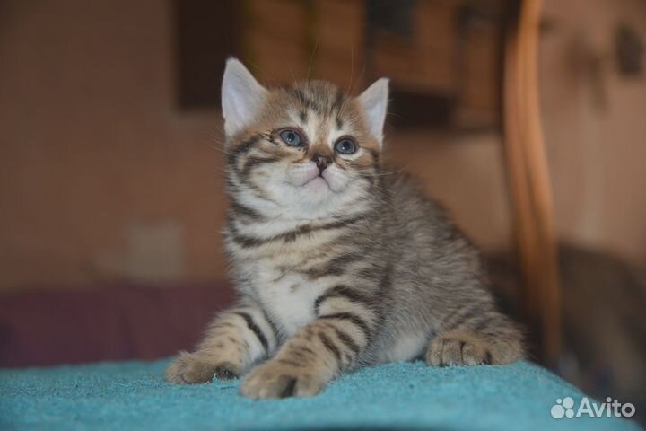 Котята
