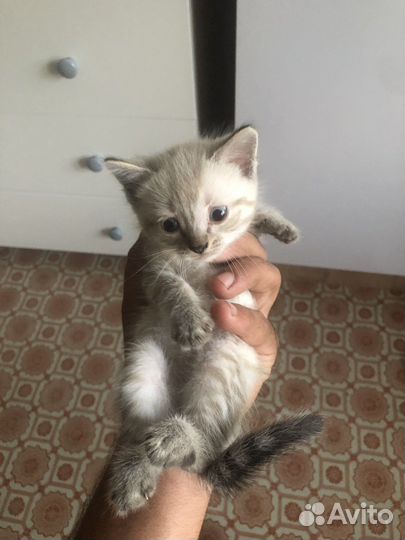 Отдам в добрые руки