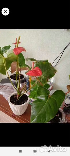 Комнатные цветы