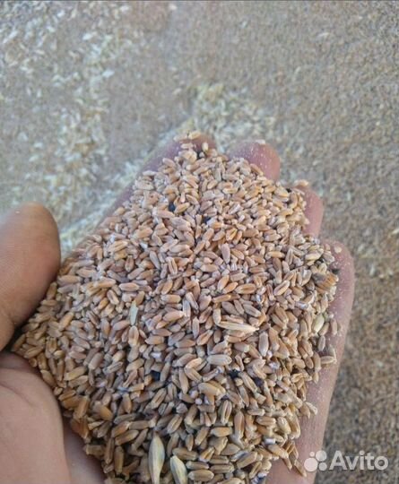 Пшеница яровая, Фасоль на корм