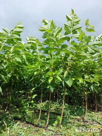 Черешня на всл 2