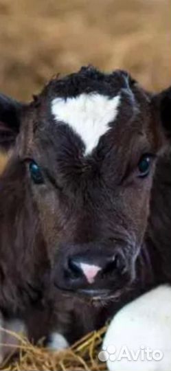 Продается бычок