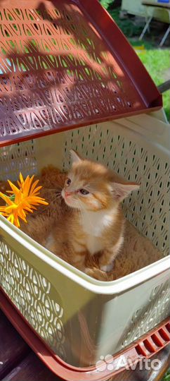 Котик бесплатно