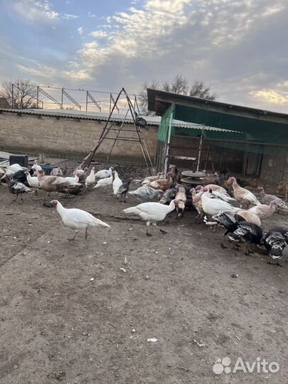 Индюки домашние