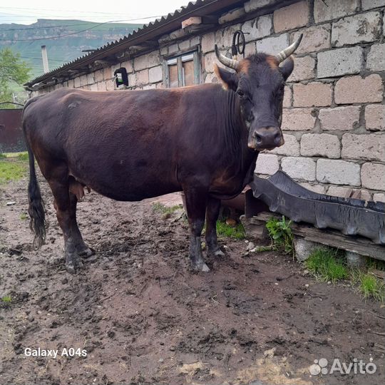 Корова дойная с теленком