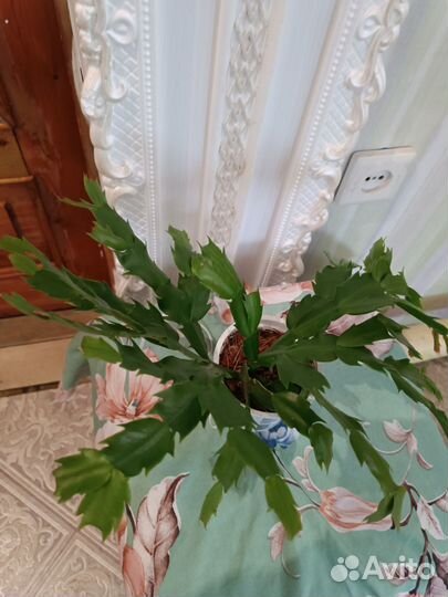 Декабрист, Аглаонема Крит