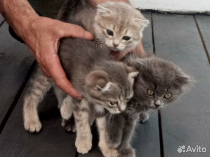 Отдам котят