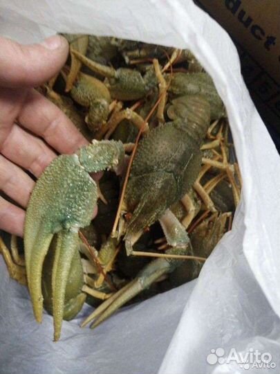 Раки живые 12.08.2023