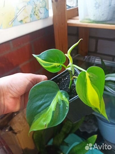 Филодендрон