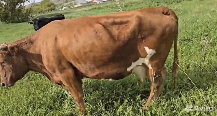 Коровы на мясо
