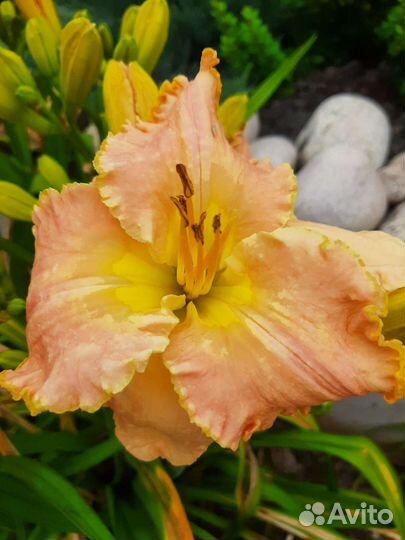 15сортов.Лилейники сортовые