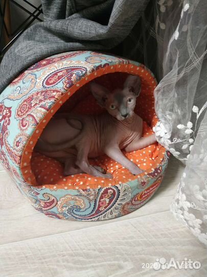 Передержка кошечек/котиков в домашних условиях