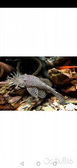 Мальки. Анциструс звездчатый, вуалевый