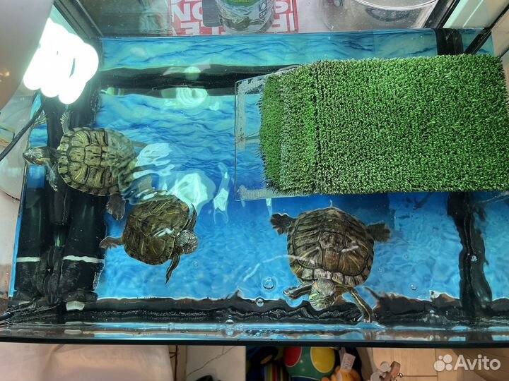 Террариум аквариум с красноухими черепахами