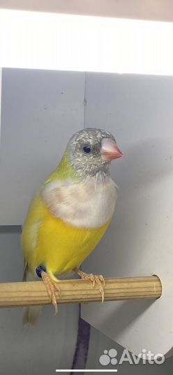 Амадина гульда самцы лето 2023