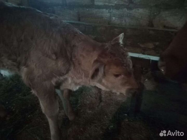 Корова с теленком