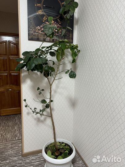 Дерево Помело