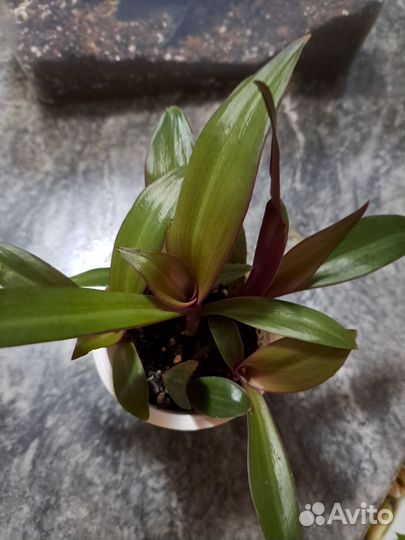 Традесканция рэо