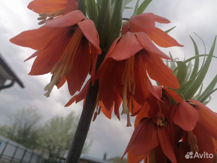 Рябчик императорский