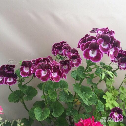 Сортовая герань