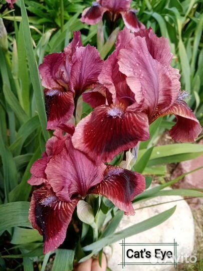 Ирисы карликовые