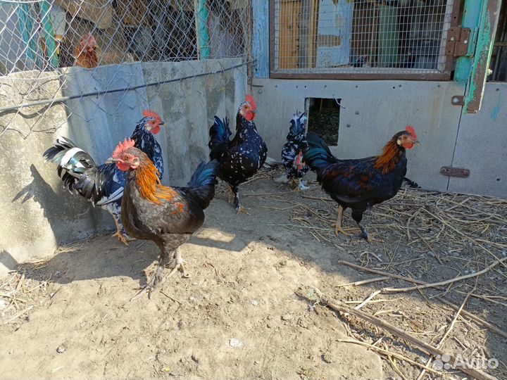 Петушки бентамки
