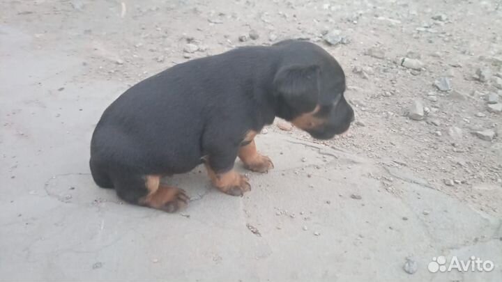 Щенки ягдтерьера