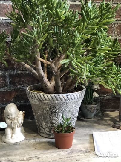 Крассула Коралл (сукулент)