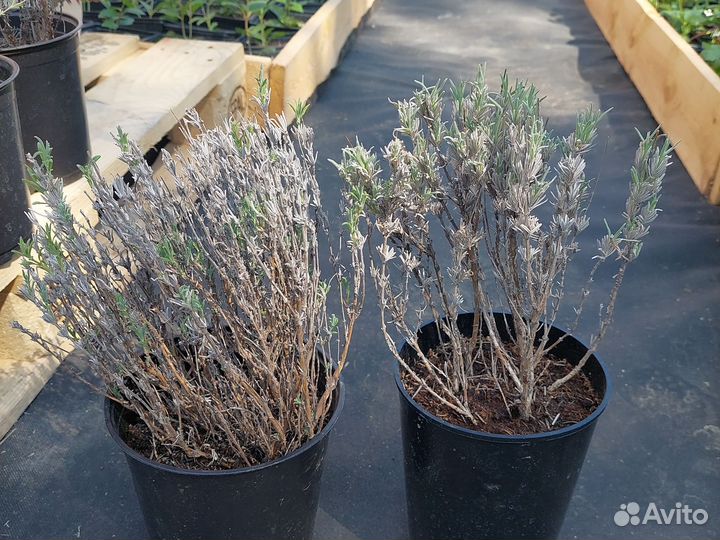 Лаванда узколистная 