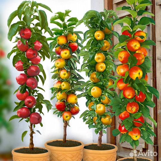 Саженцы колоновидные в горшках