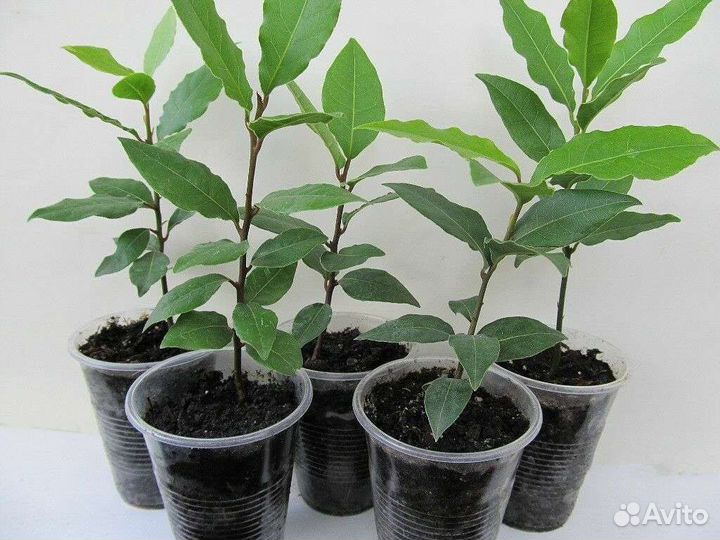 Лавровое дерево (Лавр)