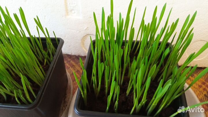 Трава для кошек