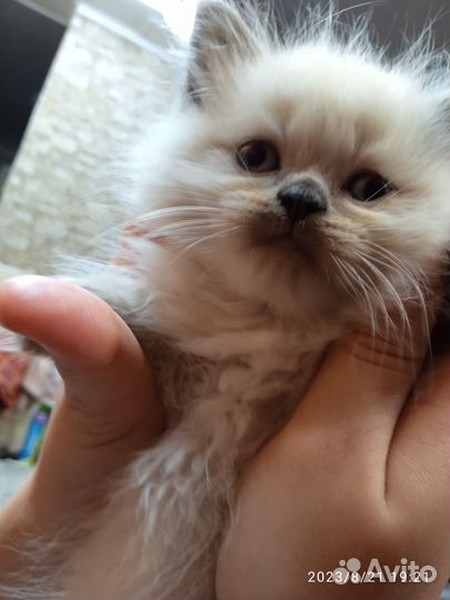 Невская маскарадная