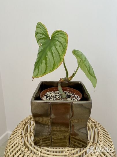 Филодендрон Мамей Сильвер Клауд