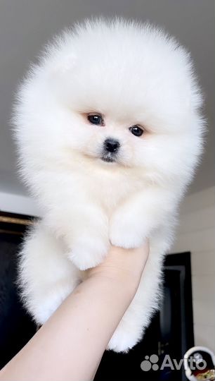 Просто красотка spitz pom