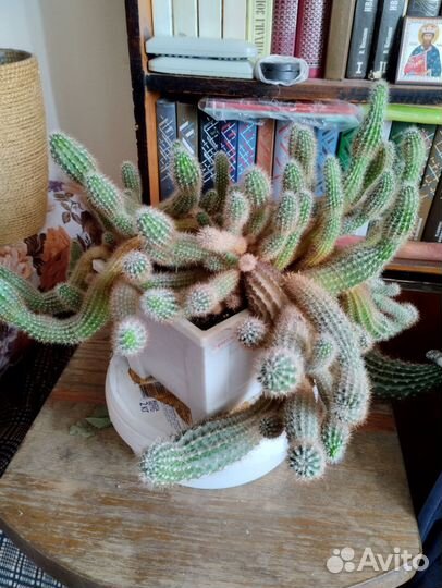 Пальма юкка, фикус бенджамина