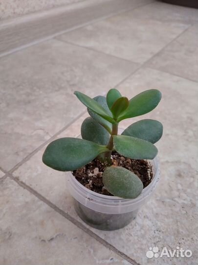 Комнатные растения цветы пеларгония антуриум