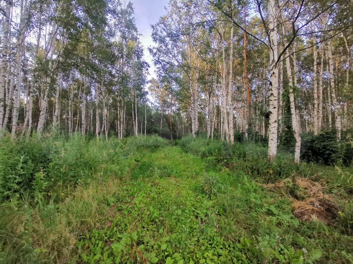 Участок 6,6 га (ИЖС)