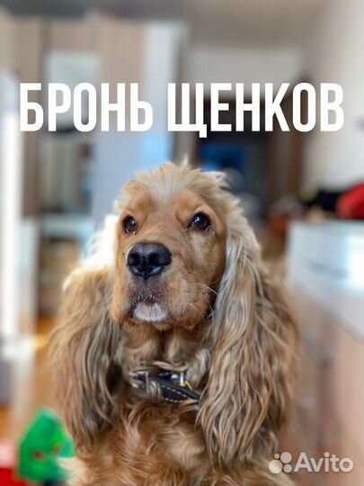 Кокер спаниель