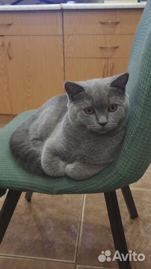 Британская