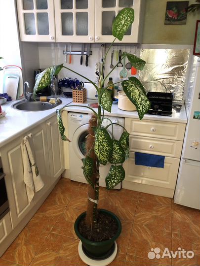 Диффенбахия в горшкк