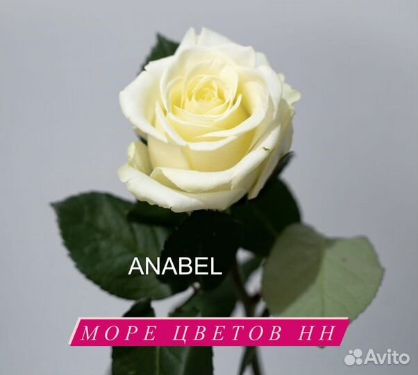 Роза anabel