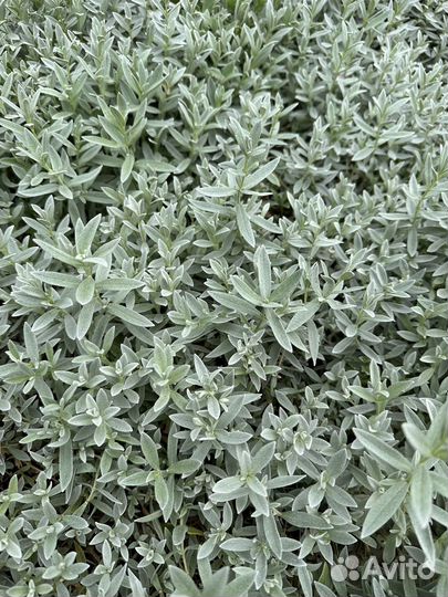 Ясколка почвопокровник