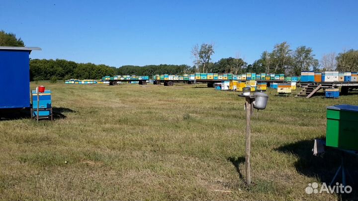 Пчелы карника