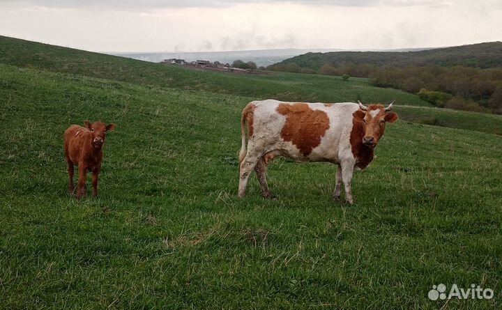 Корова с телкой