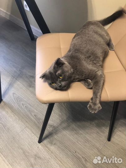 Кошечка в добрые руки