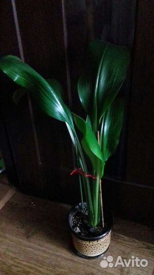 Лилия амазонскоя